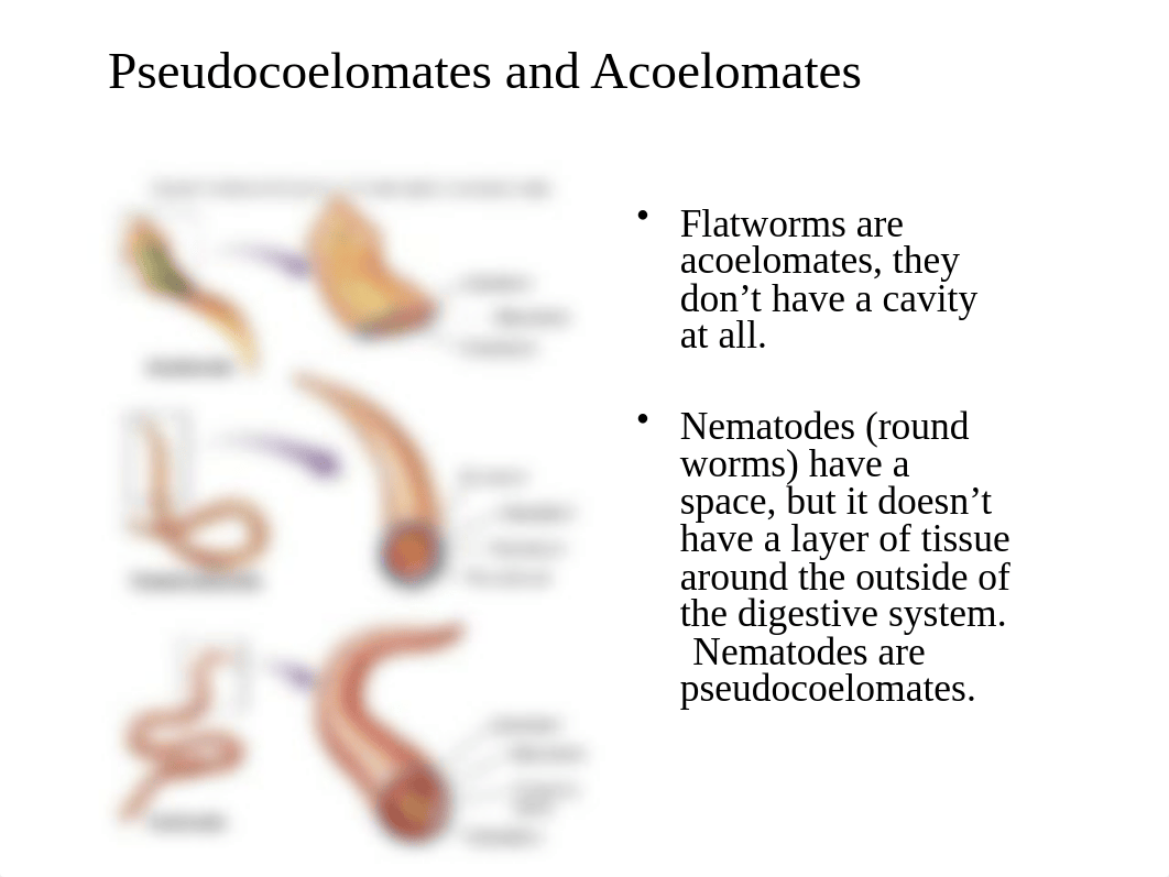 BIOL  Lab 9 Handout Invertebrates I.pptx_dpflw3ilgml_page4