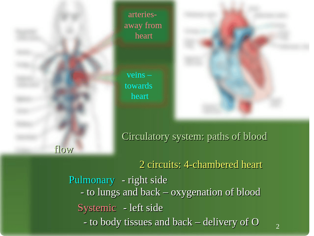 CIRCULATORY-RESPIRATORY SYSTEMS_dphmxf32y6b_page3