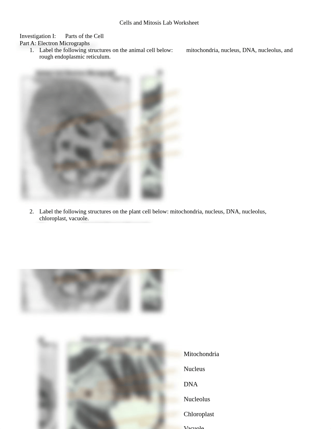 Cells and Mitosis Lab Worksheet(1).docx_dphvsnq0s8g_page1