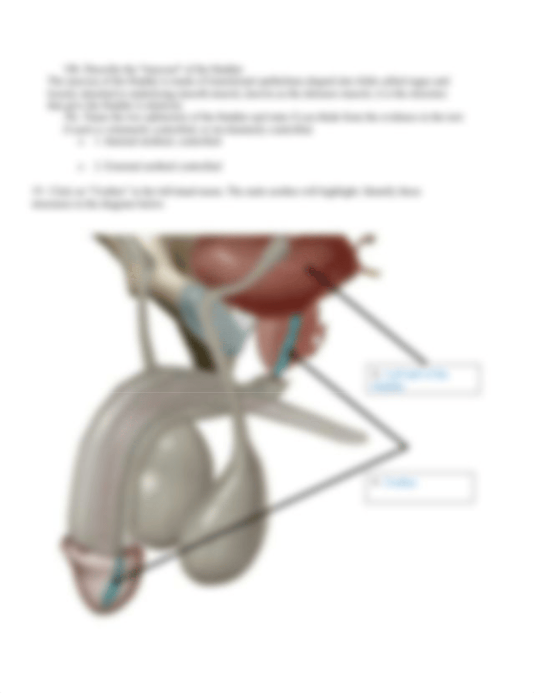 BIO 211 Lab 11 Online Lab Activity YTC Complete.docx_dpilfaevbfd_page4