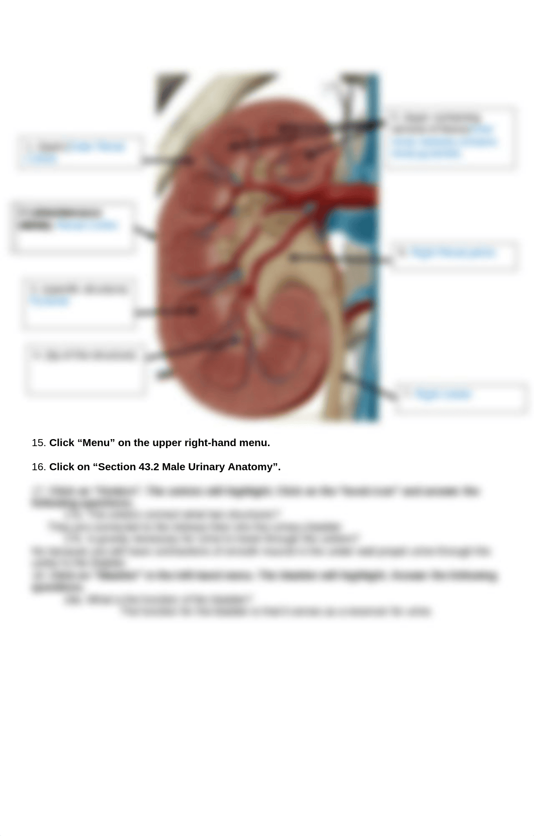 BIO 211 Lab 11 Online Lab Activity YTC Complete.docx_dpilfaevbfd_page3