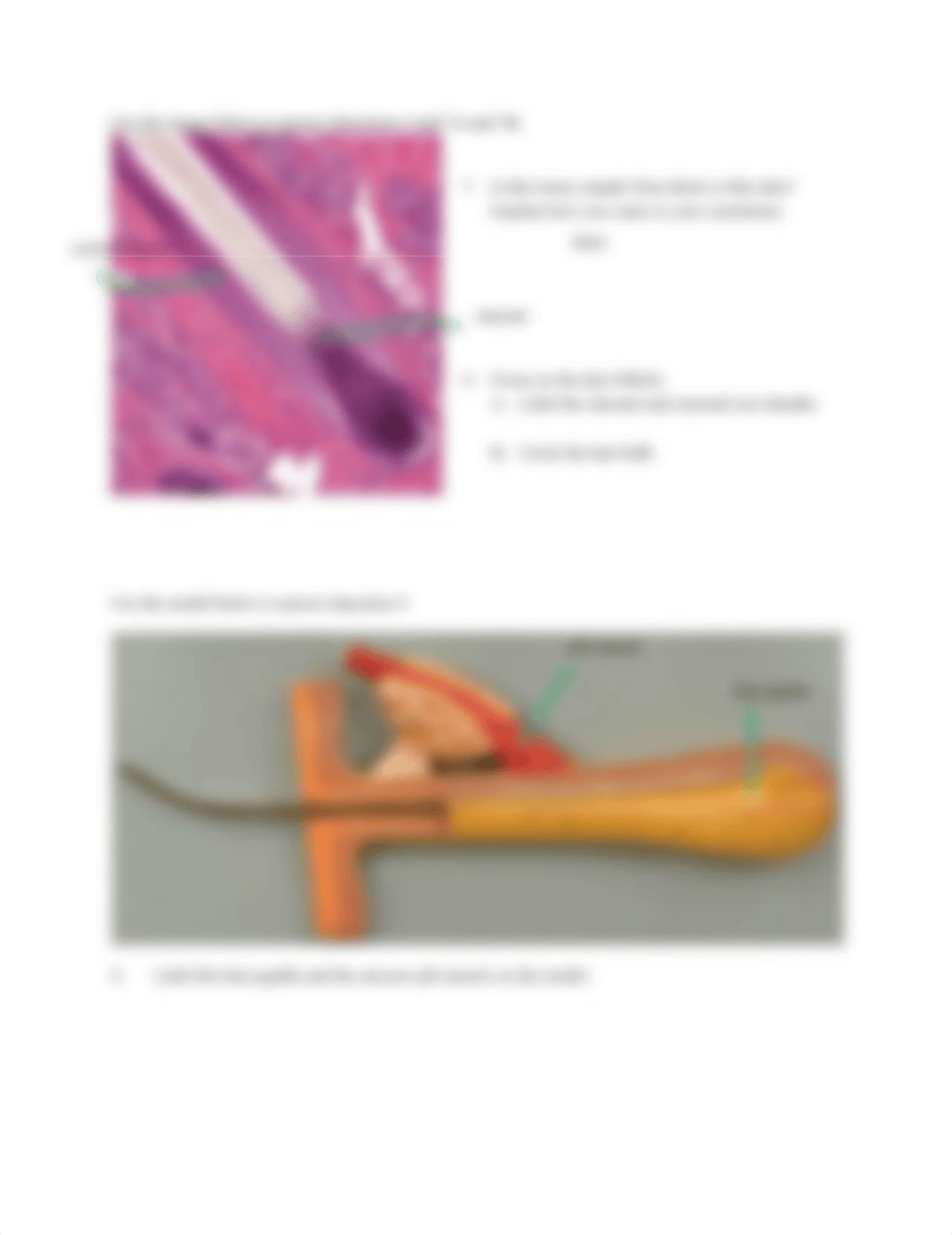 BIO 130 Quiz 4 AU20.pdf_dpiut11nvsg_page3