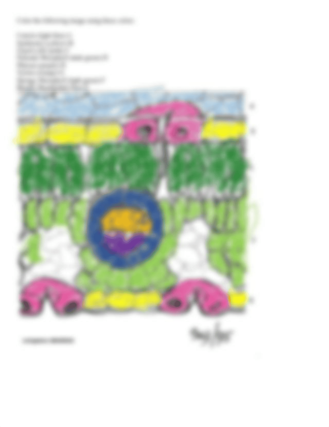 12 Leaf Anatomy Lab(2).docx_dpje5f490b0_page2