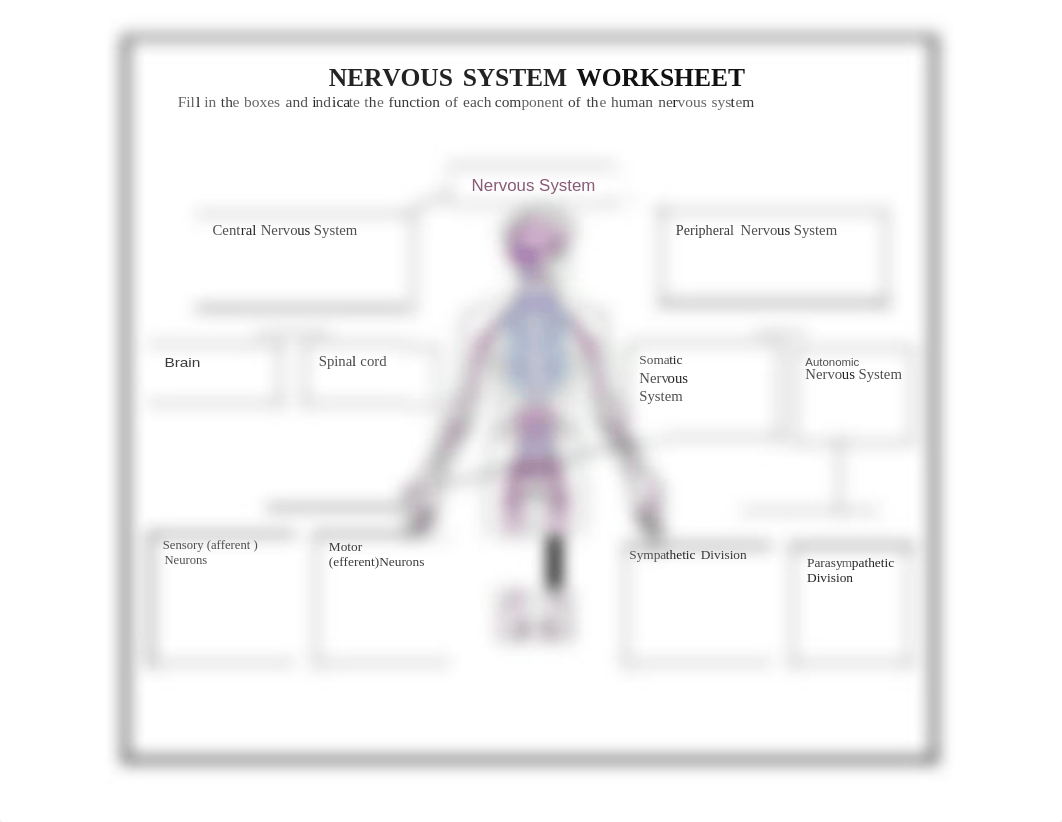 nervous-system-worksheets (2).docx_dpkjao6a7p7_page1