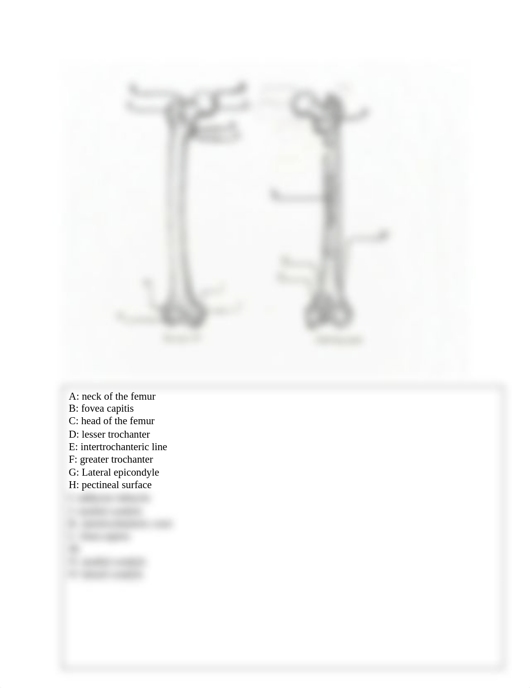 Label Femur.docx_dpkpxm9y7a3_page1