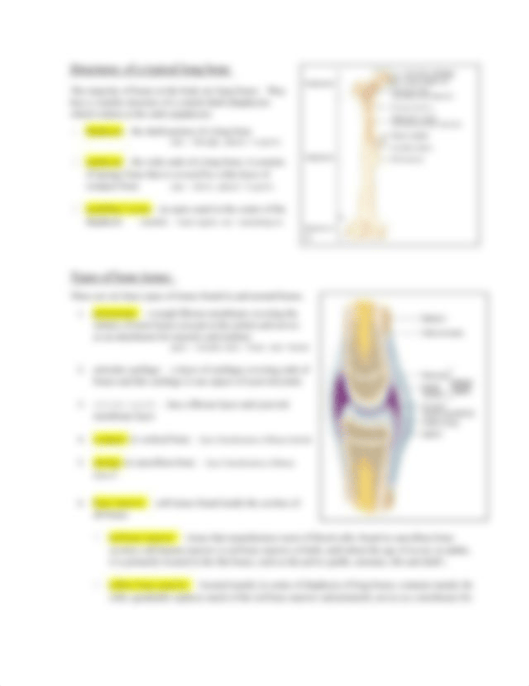 CH 4a - THE SKELETAL SYSTEM - HLTH 125 SP18.docx_dpkz1wmu6fy_page3