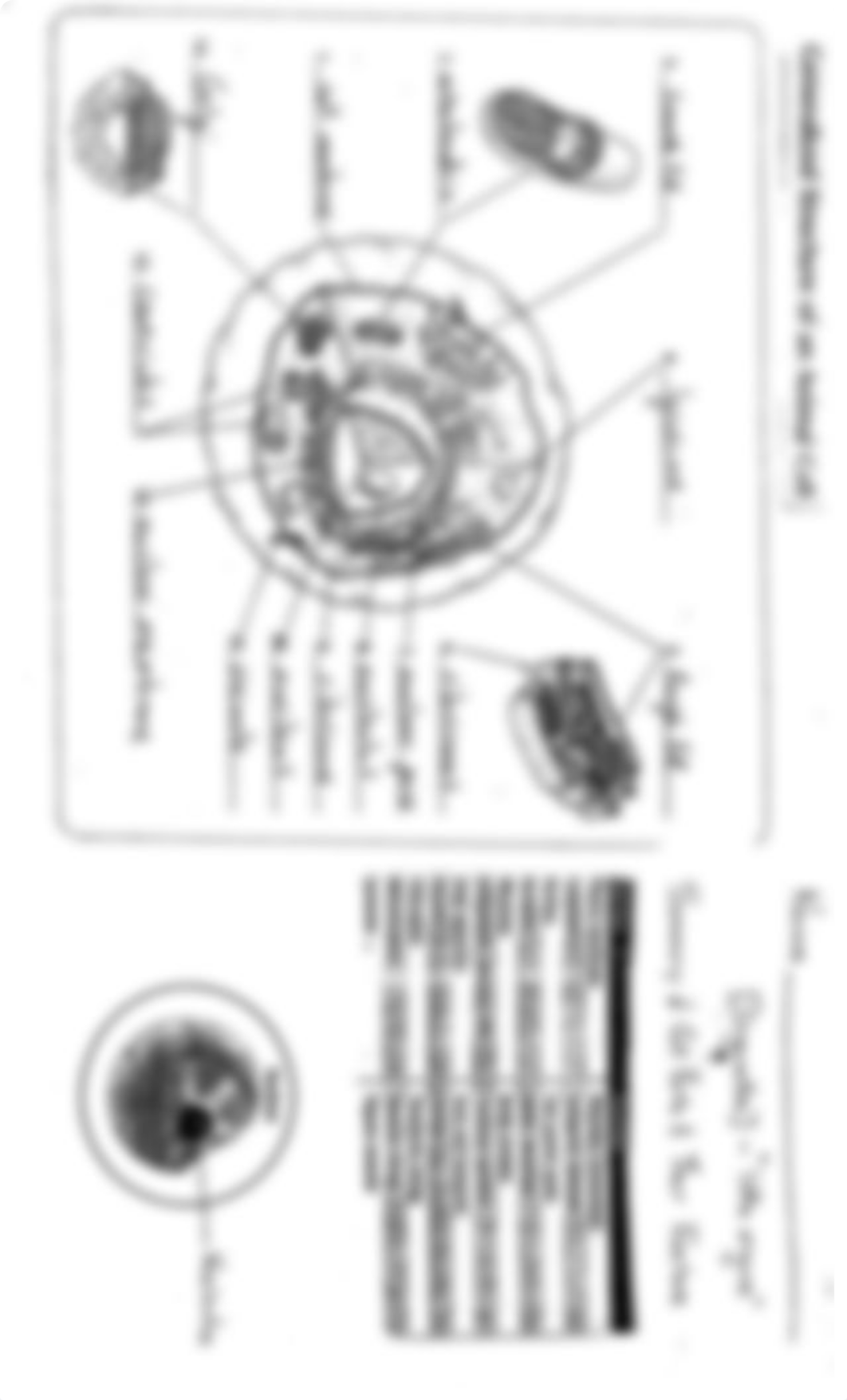 cell parts worksheet and answers.pdf_dpl0swbzx0h_page5