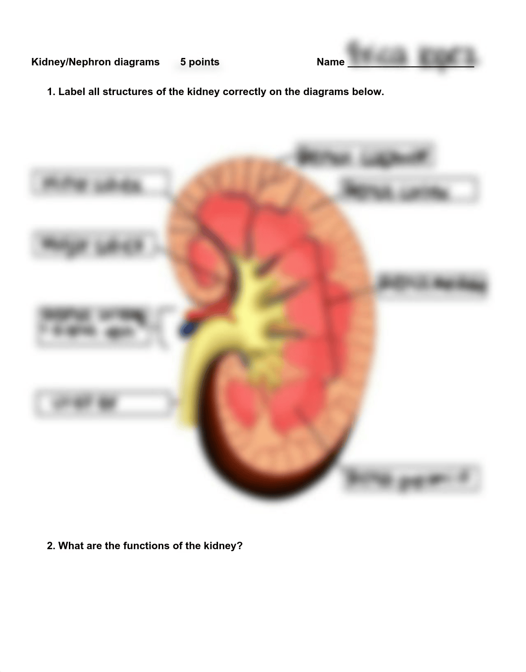 Renal Assessment Assignment el.pdf_dpl8qzprn69_page1