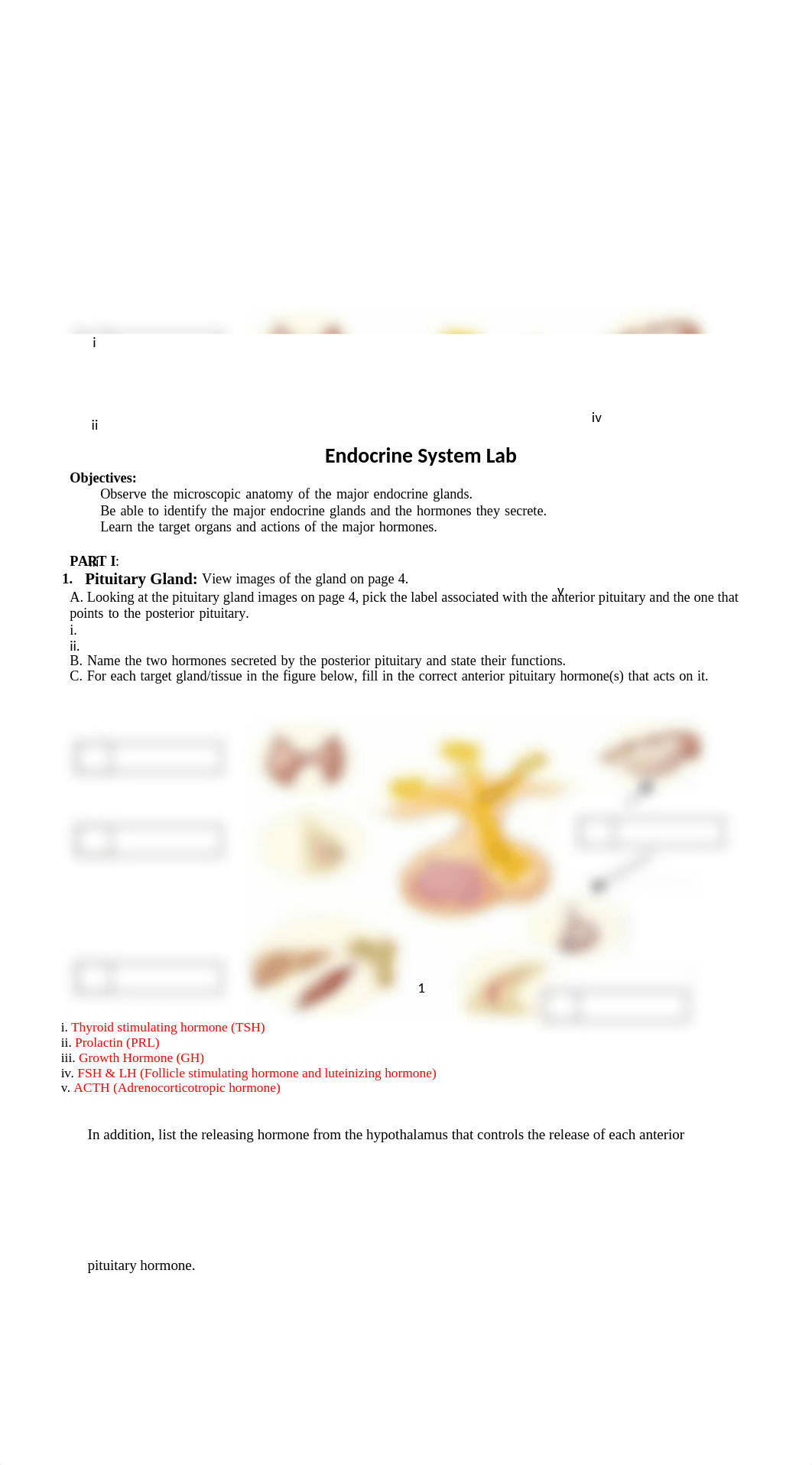 Endocrine System Lab (Week 2).docx_dplkkedg28f_page1