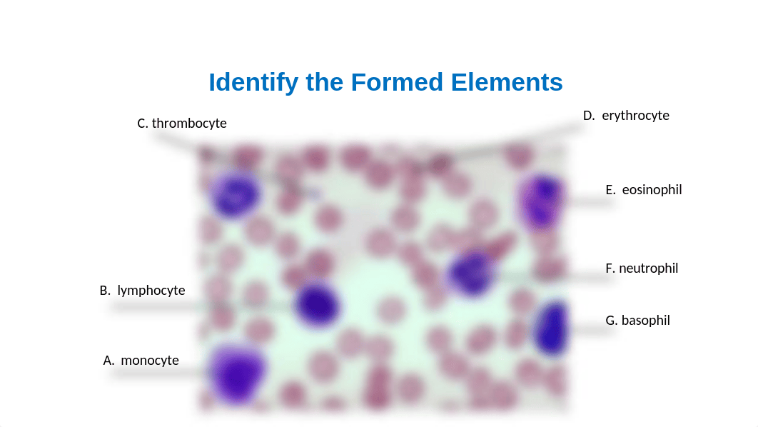 Blood Lab Assignment_Rosecharles (1).pptx_dplqs0i3joc_page1