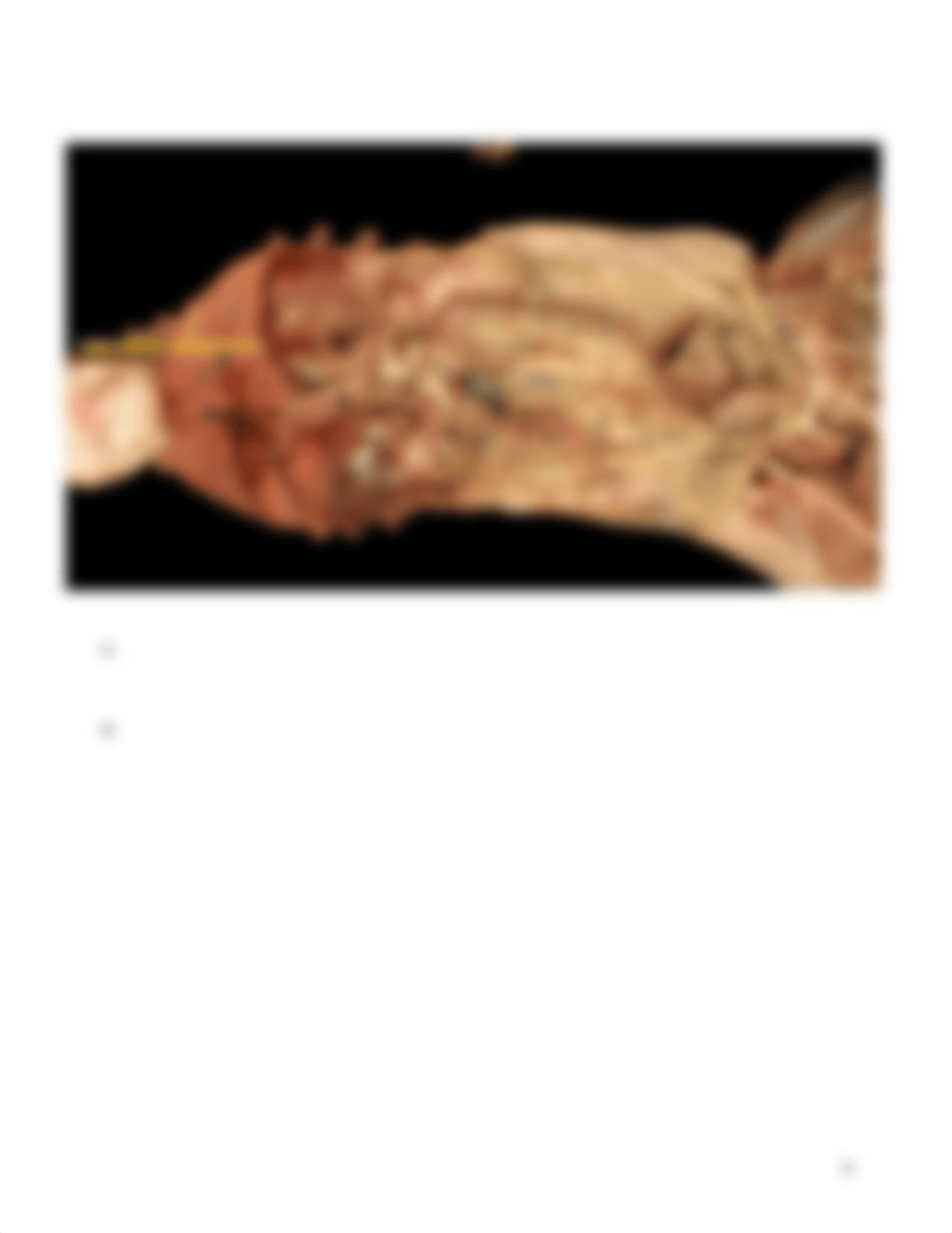 ASSN 12.3 VIRTUAL CANINE ANATOMY .docx_dpmaxfx1n0j_page4