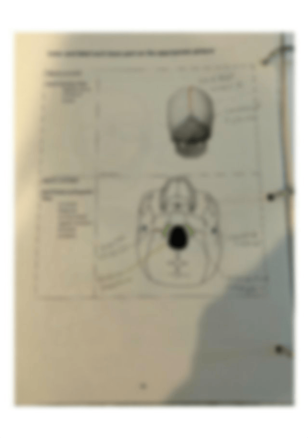 Bio 201 skull labeling_dpmydoiwoib_page1