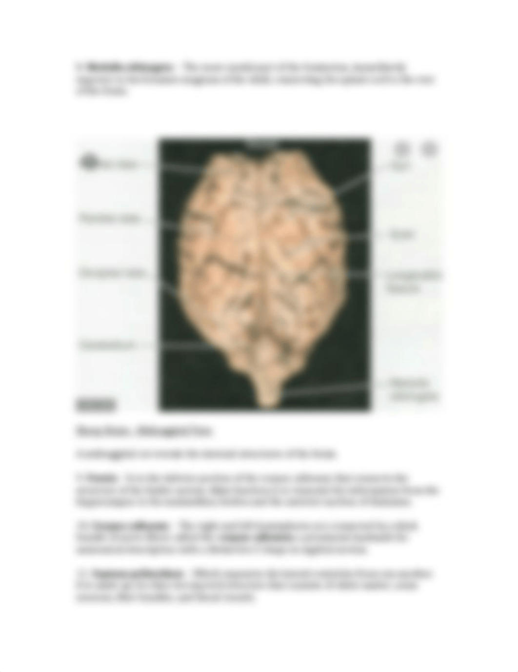 Brain Lab Report 1.docx_dpo4lx8mjad_page2