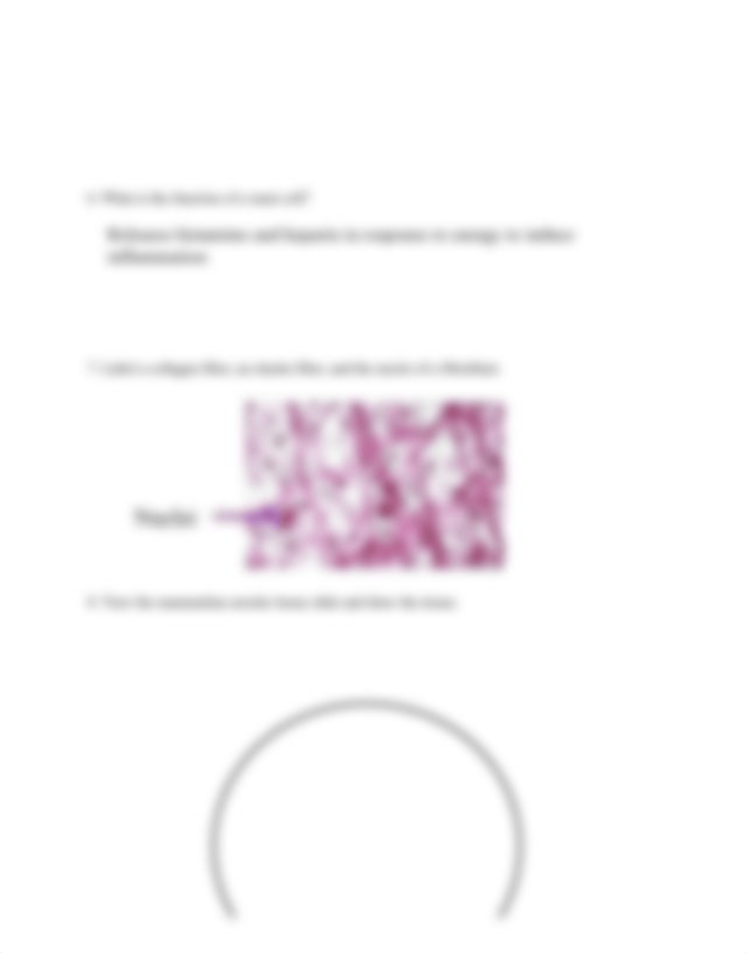 Lab 4 Lab Report Connective and Nervous Tissue-2022 2.pdf_dpplmhit035_page3