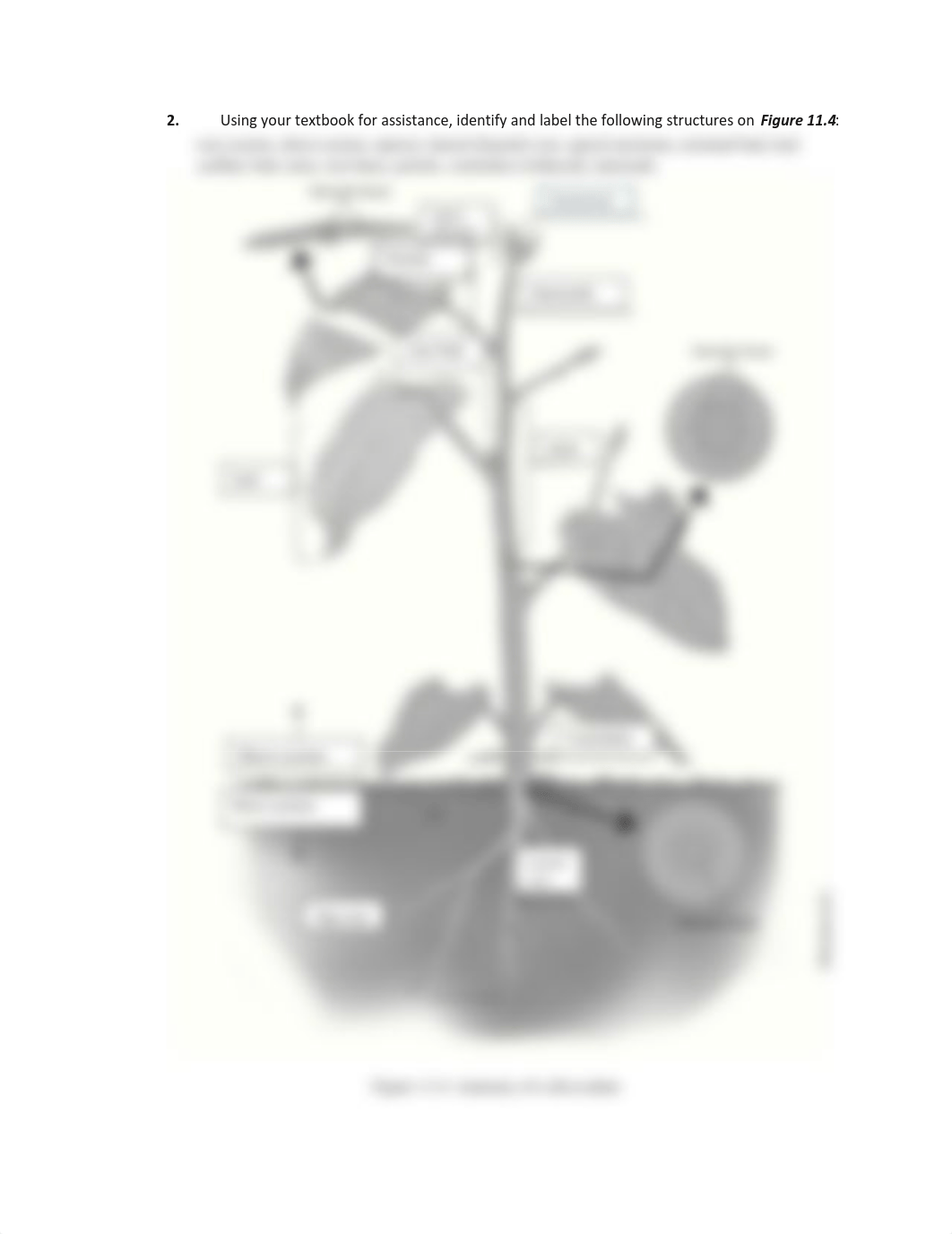 Exercise 11 Dicot Structure 2.pdf_dpprp5lx74k_page1