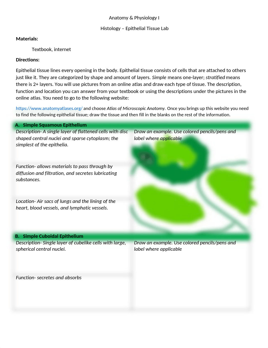 Epithelial+Tissue+Lab+.docx_dpq2hhpeu98_page1