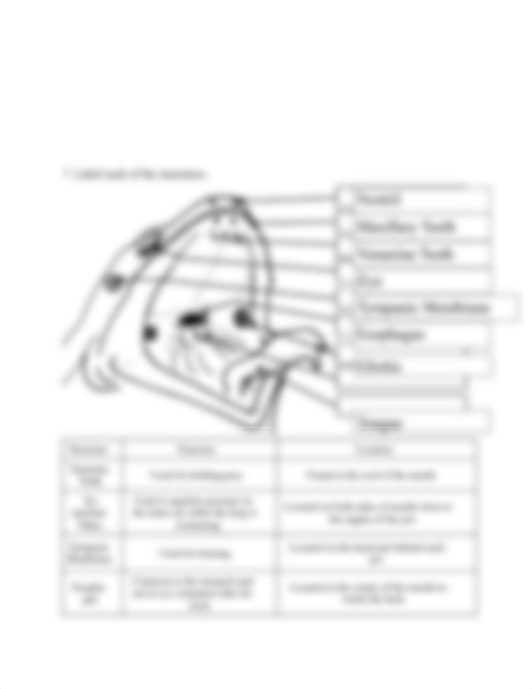 VIrtualFrogDissectionLabSheet(1)_WD.docx_dpqhqbb4knu_page3