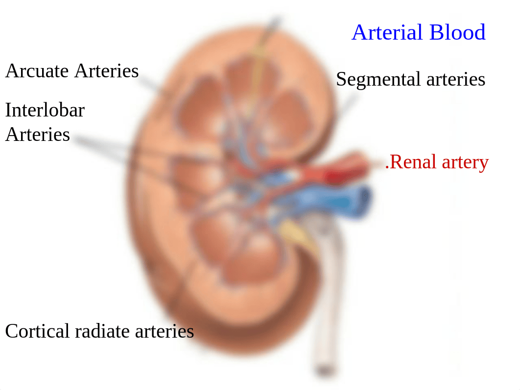 Urinary+System+B_dpqmdllomtp_page4