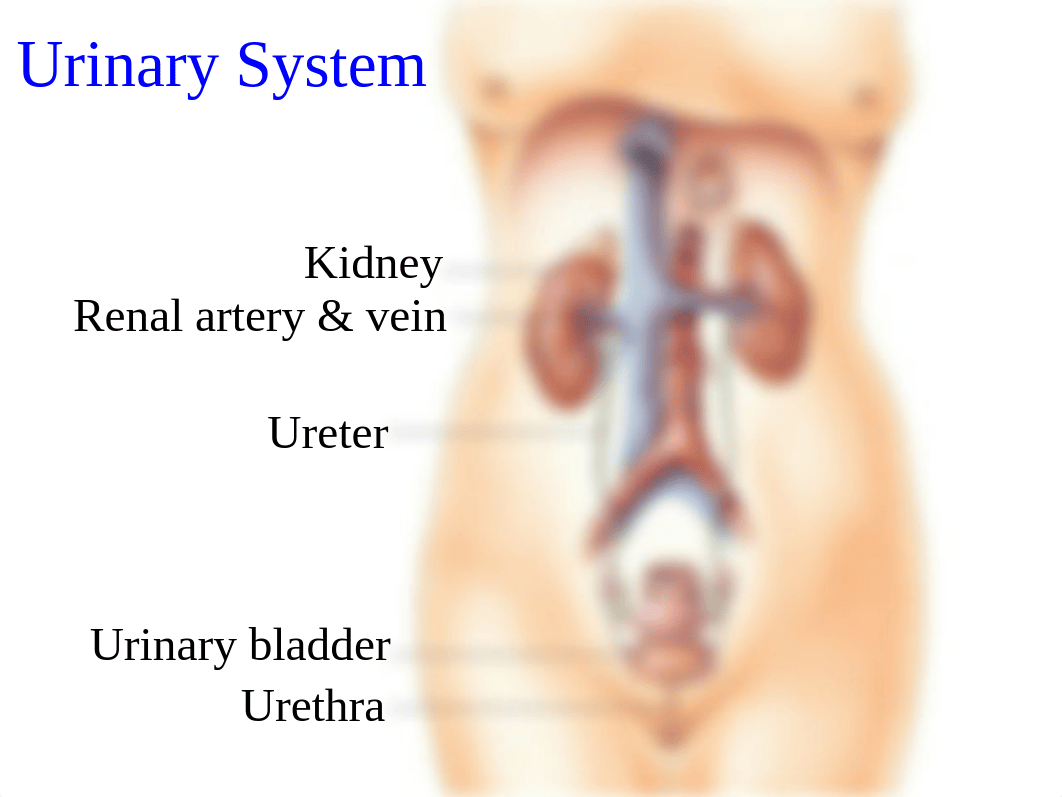 Urinary+System+B_dpqmdllomtp_page1