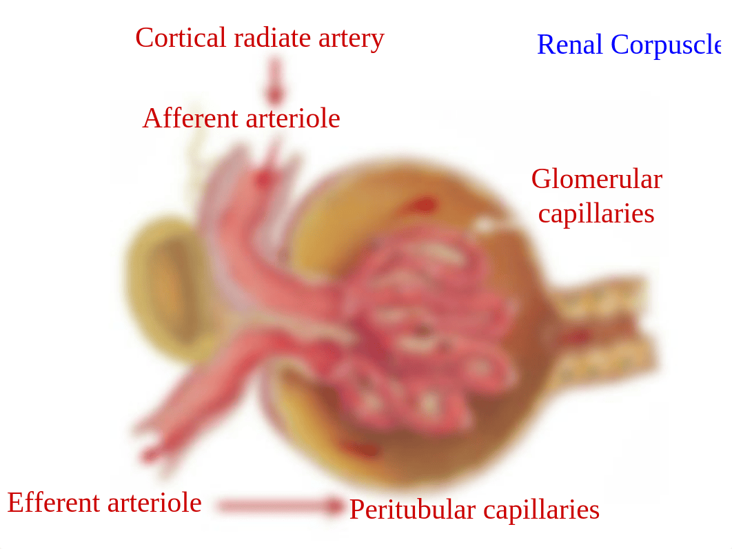 Urinary+System+B_dpqmdllomtp_page5