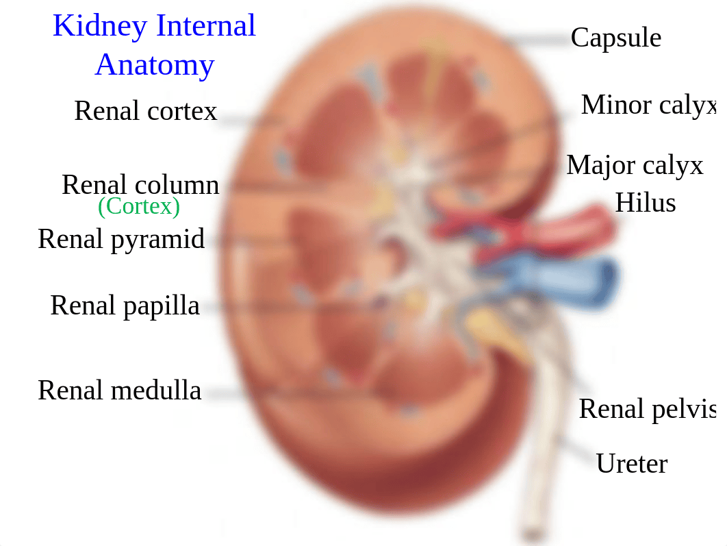 Urinary+System+B_dpqmdllomtp_page3