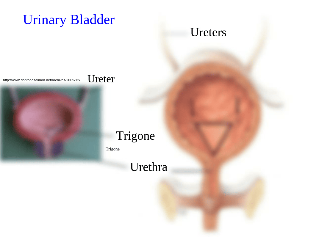 Urinary+System+B_dpqmdllomtp_page2