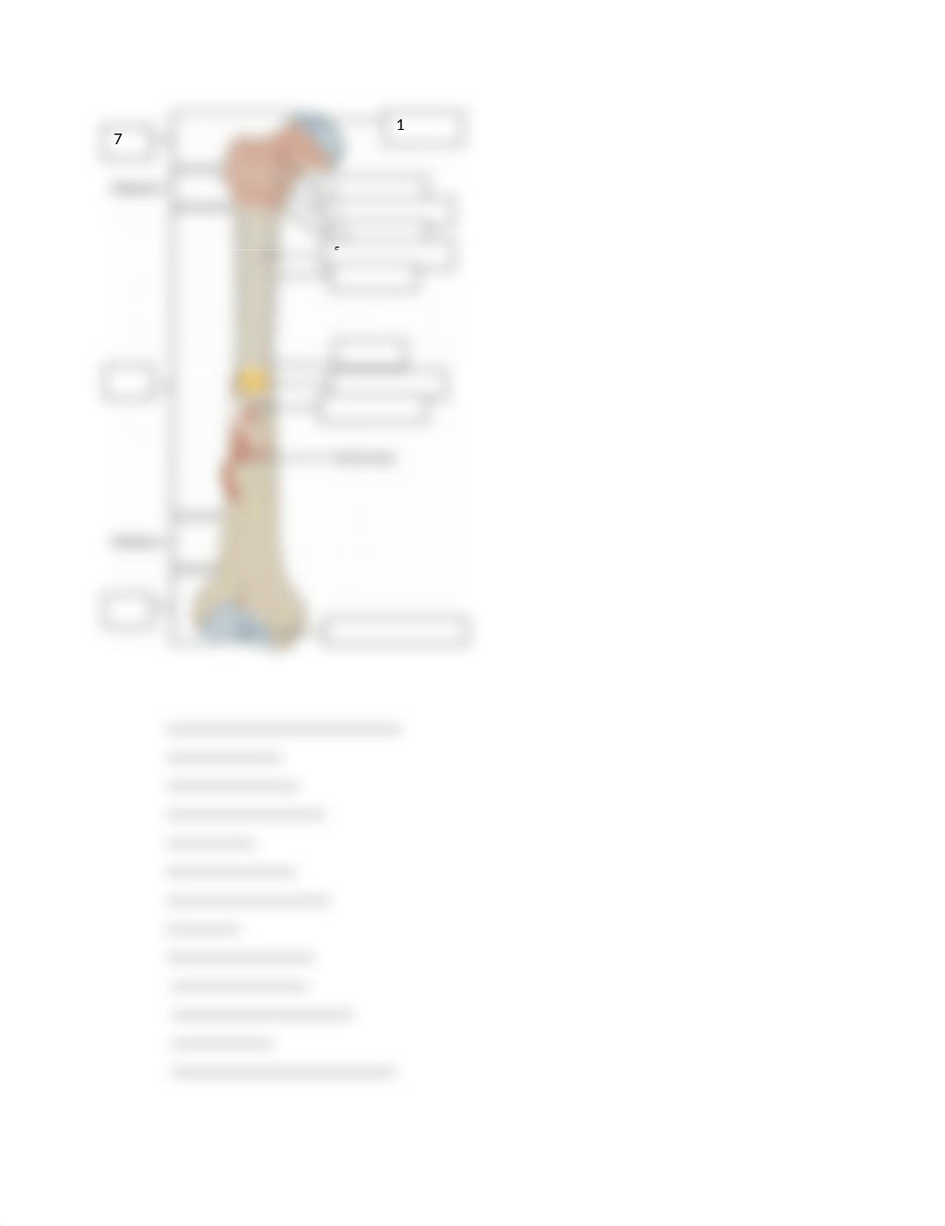 Sabate,KMJ_Introduction to skeletal tissue.docx_dprrbvgl5k2_page1