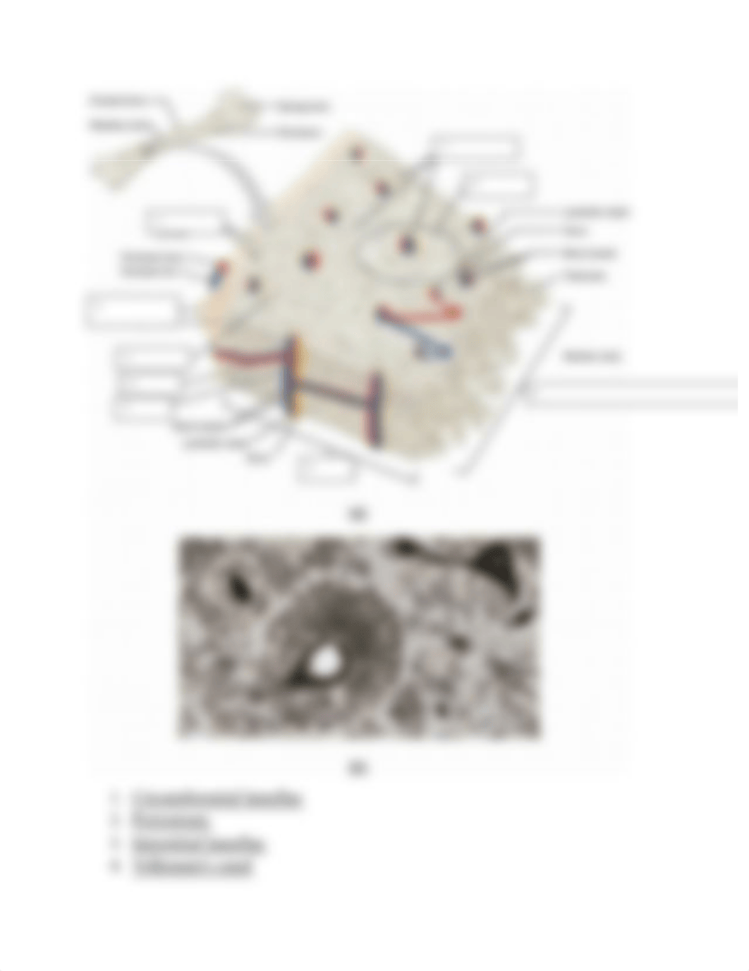 Sabate,KMJ_Introduction to skeletal tissue.docx_dprrbvgl5k2_page2