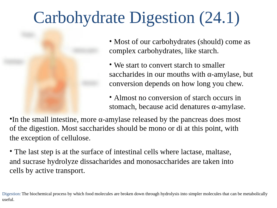 102 Ch 24 Carbohydrate Metabolism.ppt_dprv8tkk5o1_page3