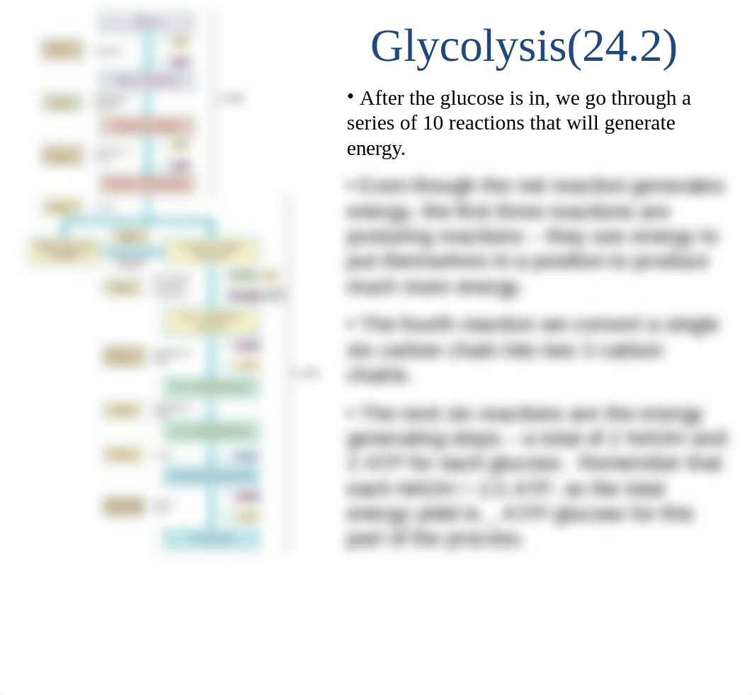 102 Ch 24 Carbohydrate Metabolism.ppt_dprv8tkk5o1_page5