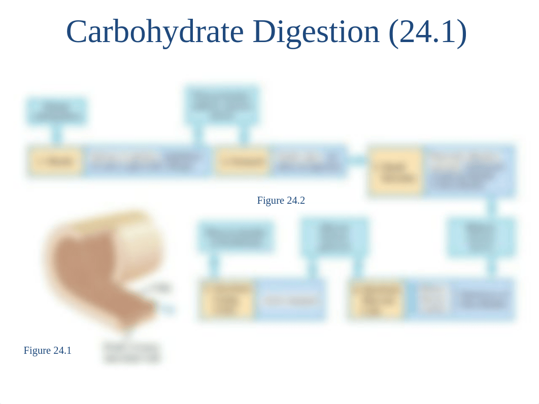 102 Ch 24 Carbohydrate Metabolism.ppt_dprv8tkk5o1_page4