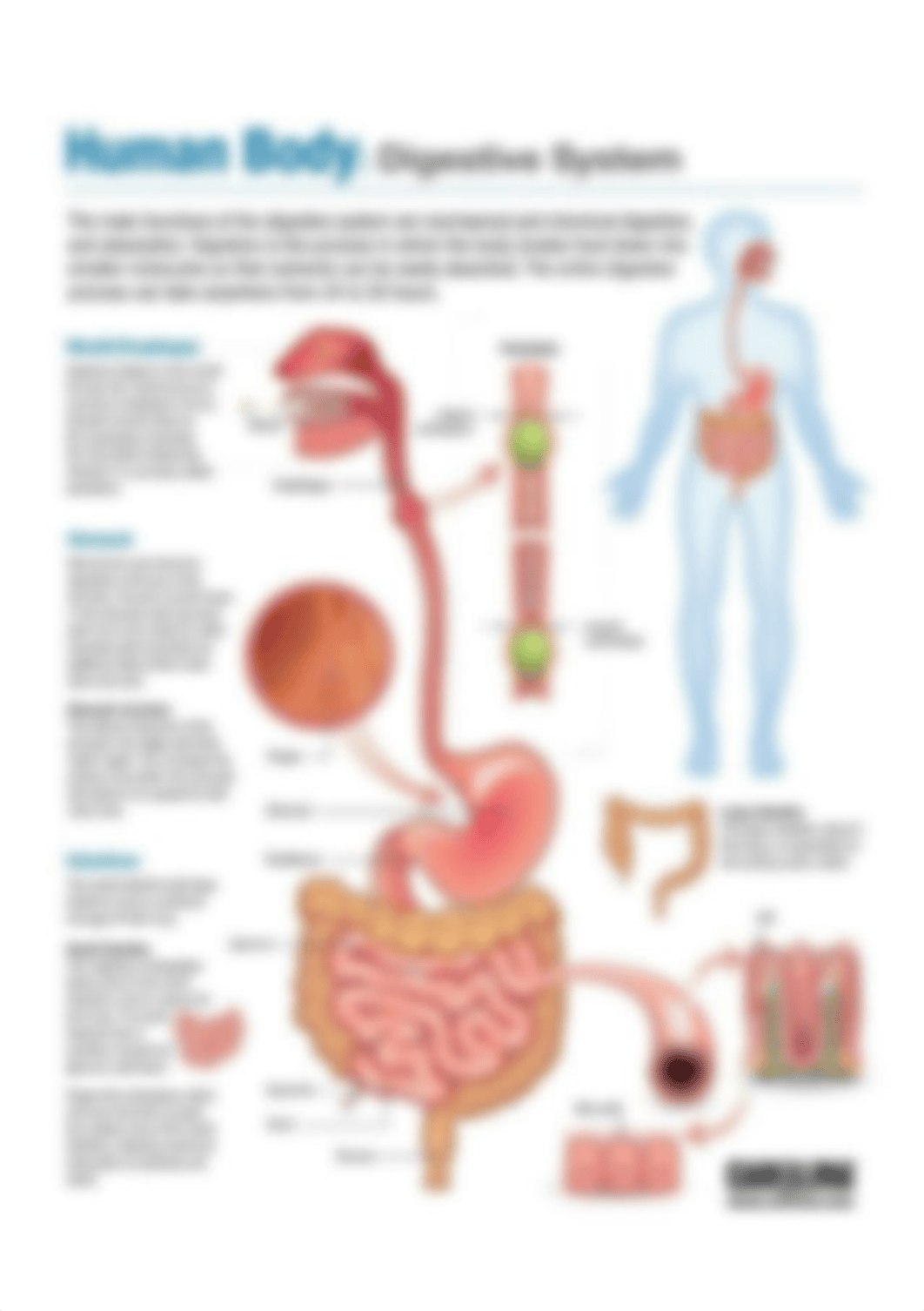 Digestive-System-infographic2Summary Poster.jpg_dps62g16bvb_page1