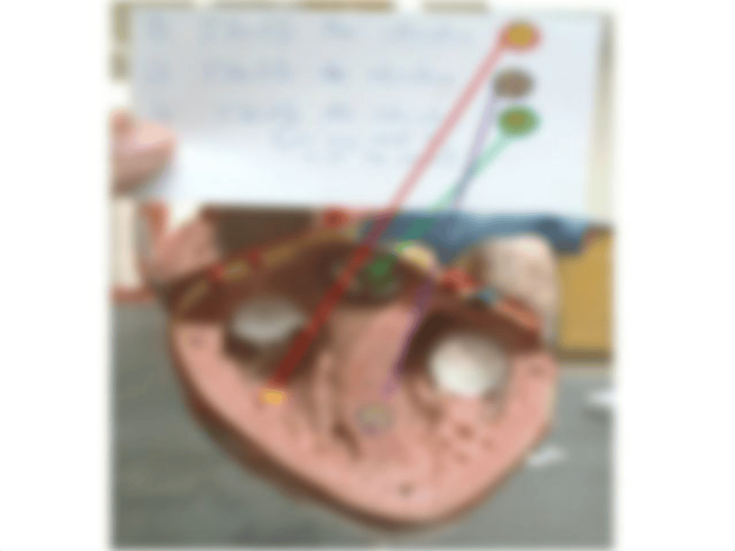 Anatomy Lab SI Mock Practical Exam 3(1)_dps9naobevr_page2