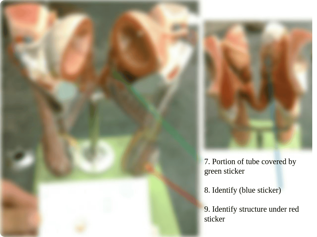 Anatomy Lab SI Mock Practical Exam 3(1)_dps9naobevr_page4