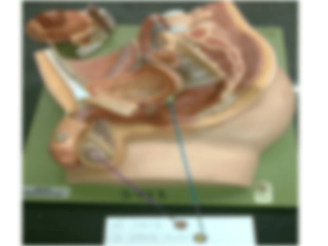 Anatomy Lab SI Mock Practical Exam 3(1)_dps9naobevr_page5