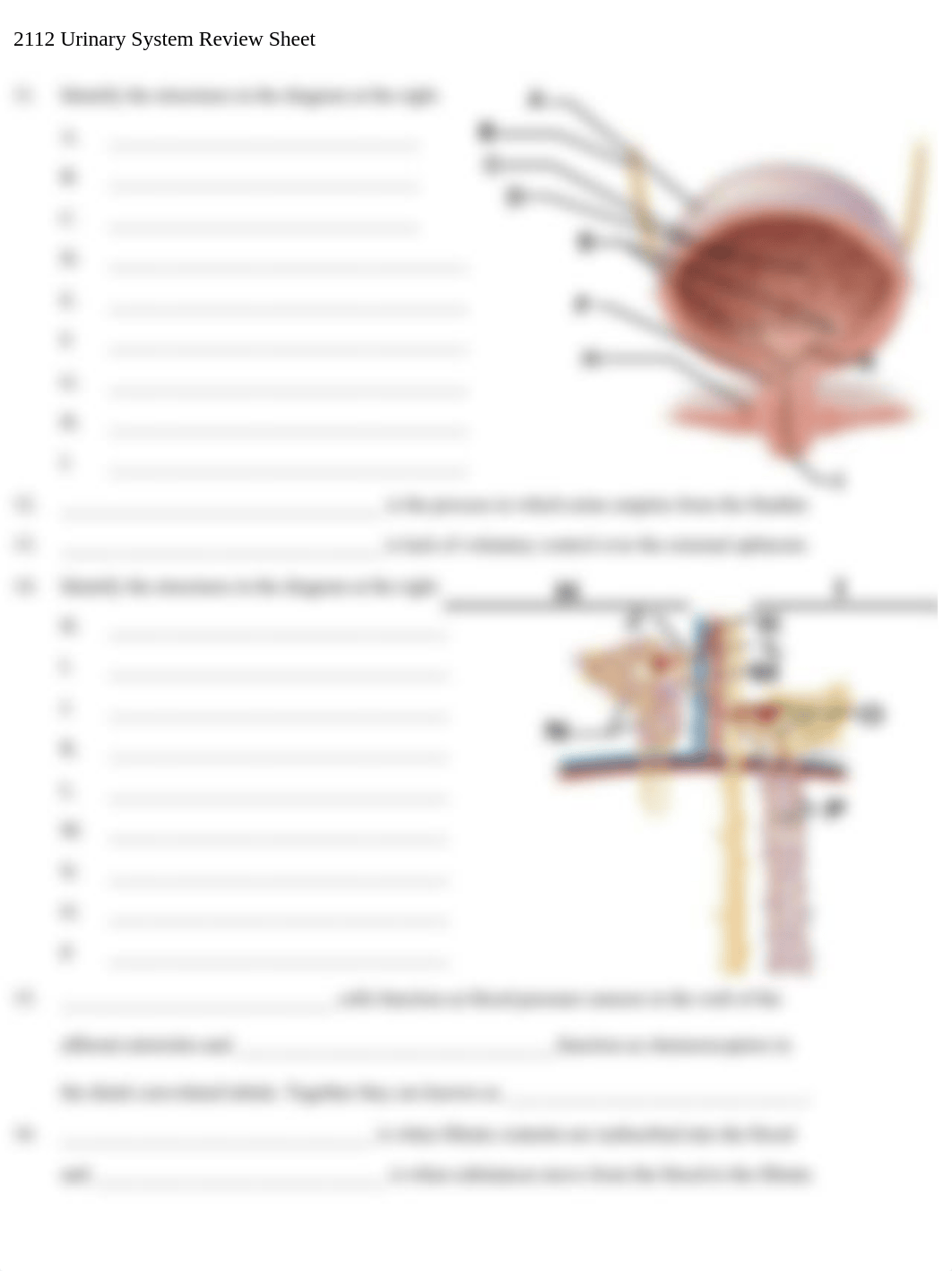 2112 Urinary System Review.pdf_dps9r2r4v9n_page2