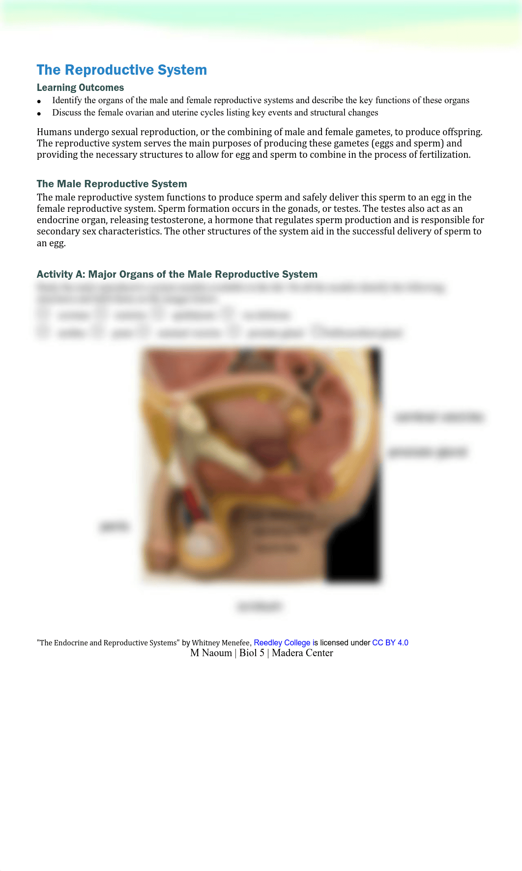 F20 Lab 12 The Reproductive System (1).pdf_dpspf5x7fnh_page1