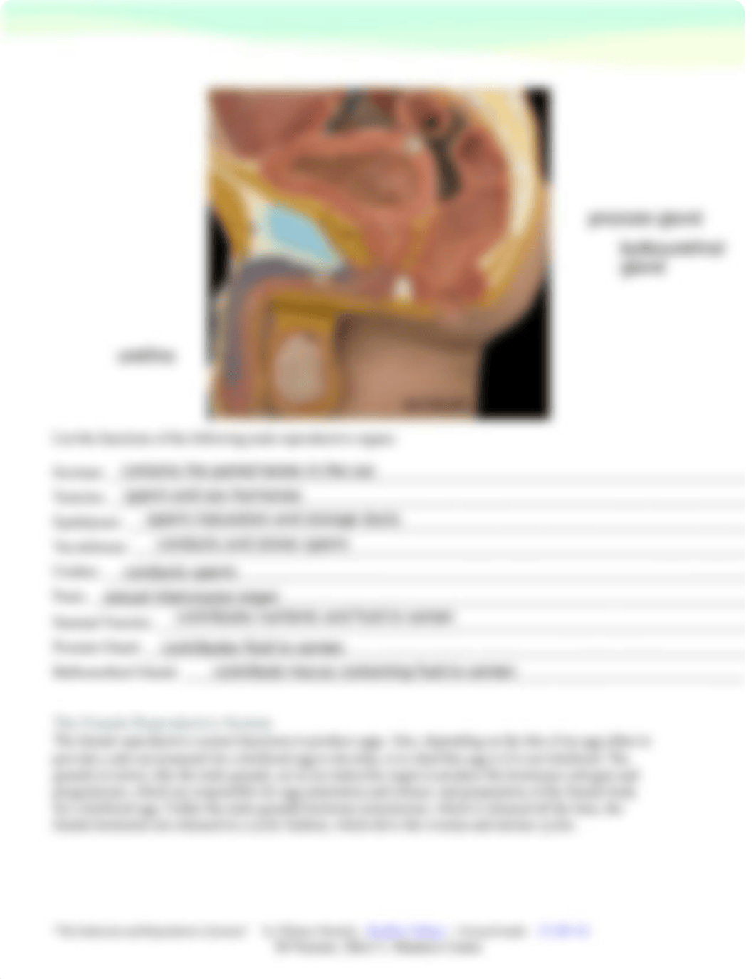 F20 Lab 12 The Reproductive System (1).pdf_dpspf5x7fnh_page2