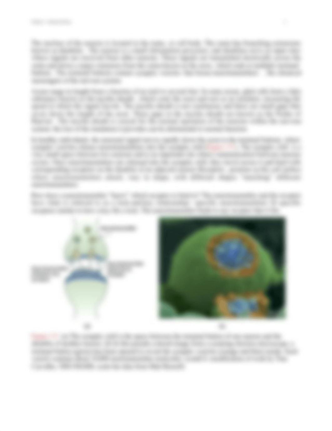 Chapter 3 - Biopsychology Questions and Guide.docx_dpswzfijug3_page4