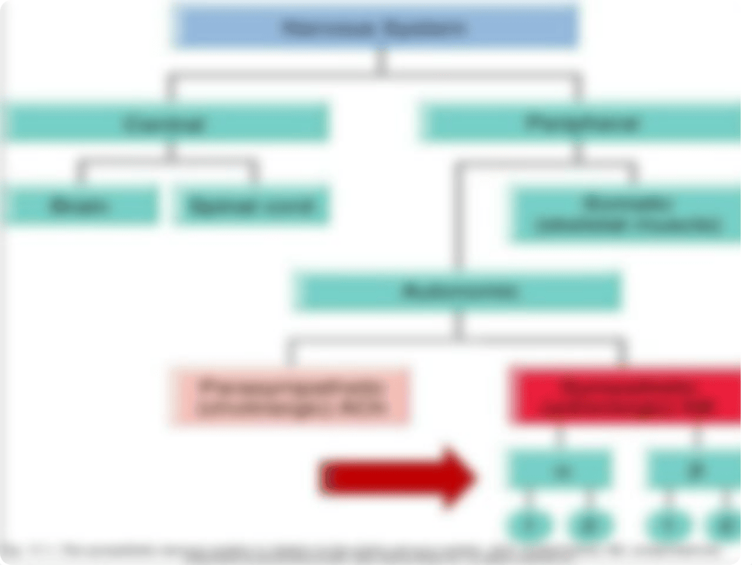 Pharmacology Sympathetic Nervous System PPT.pptx_dptcg88f6av_page2