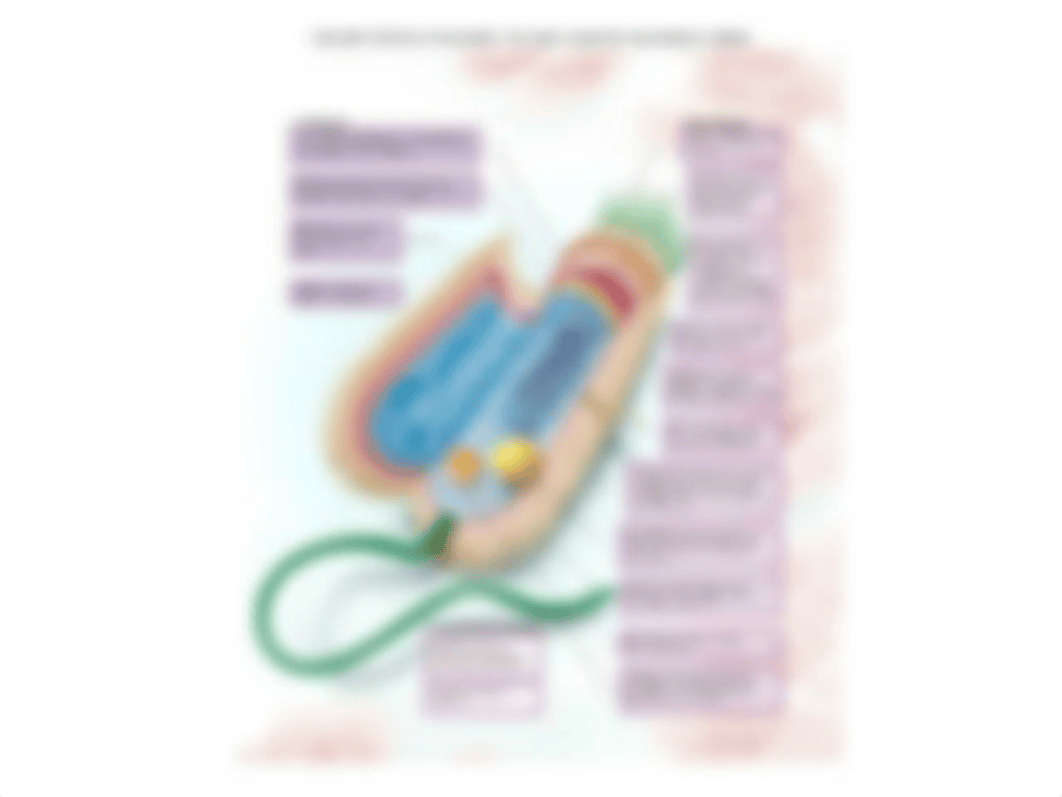 Micro biology chapter 3.pptx_dptjg2fa8xg_page5