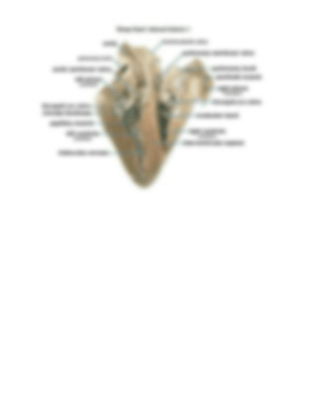 Sheep Heart labeled.docx_dptli0gqc7h_page2