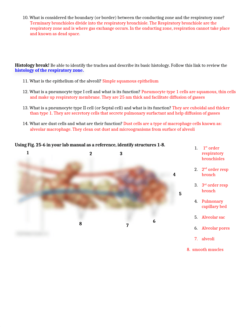 Respirtory System _ Portman.doc_dpu32qcoemv_page3