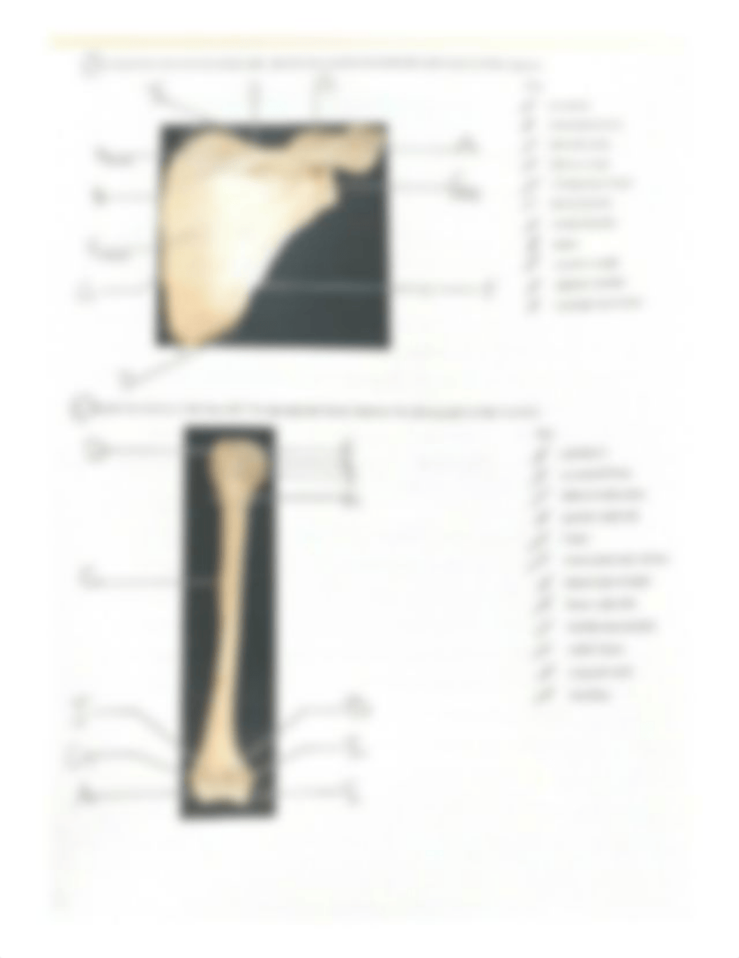 Exercise 10 Reveiw sheet The Appendicular Skeleton.pdf_dpu3vgtq0pw_page2