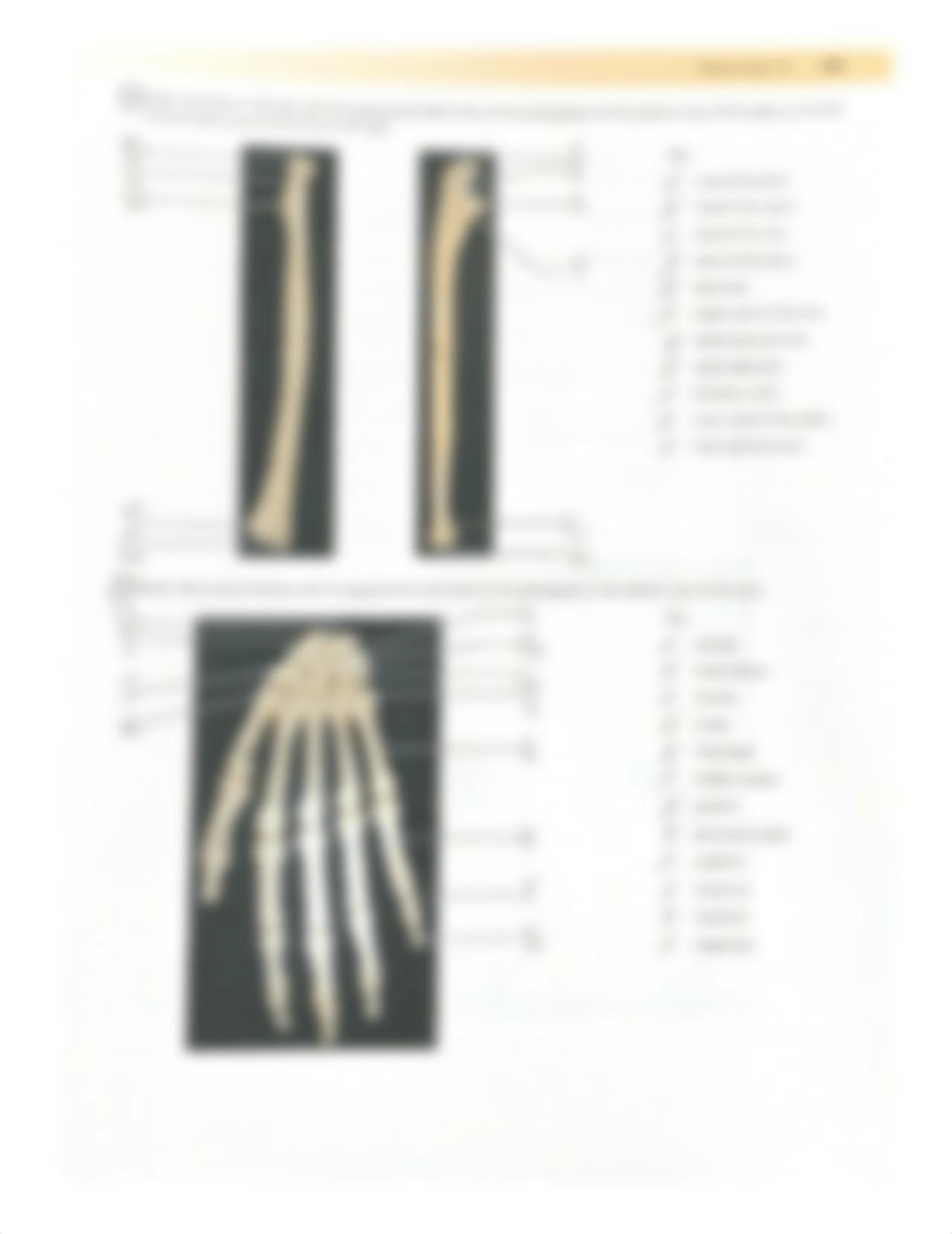 Exercise 10 Reveiw sheet The Appendicular Skeleton.pdf_dpu3vgtq0pw_page3