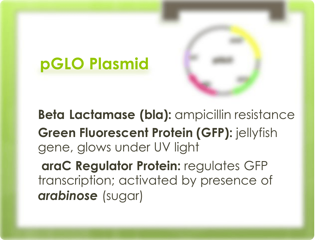 AP Bio Lab 8.pdf_dpudkxnfu37_page3