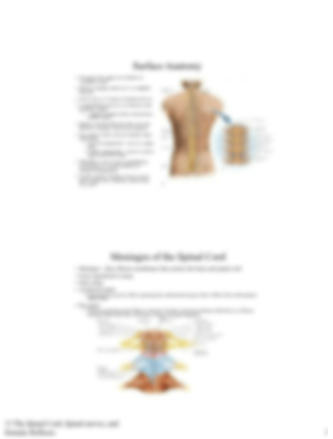 13 The Spinal Cord, Spinal Nerves, and Somatic Reflexes.pdf_dpv25uwayy0_page3