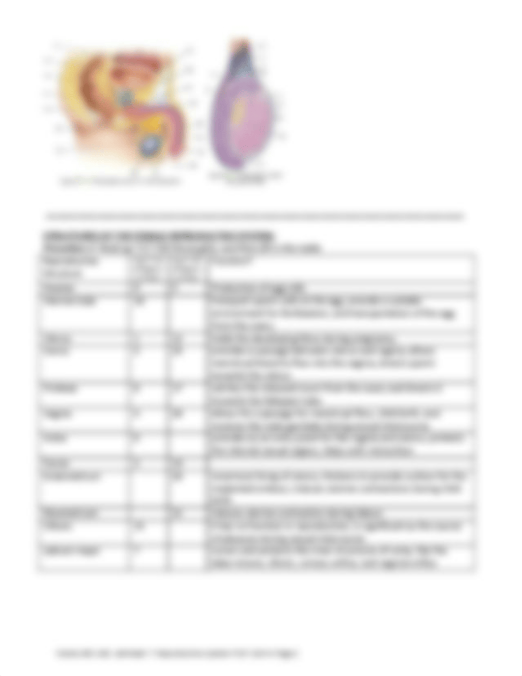 REPRODUCTIVE_SYSTEM.pdf_dpvl7lexd47_page2