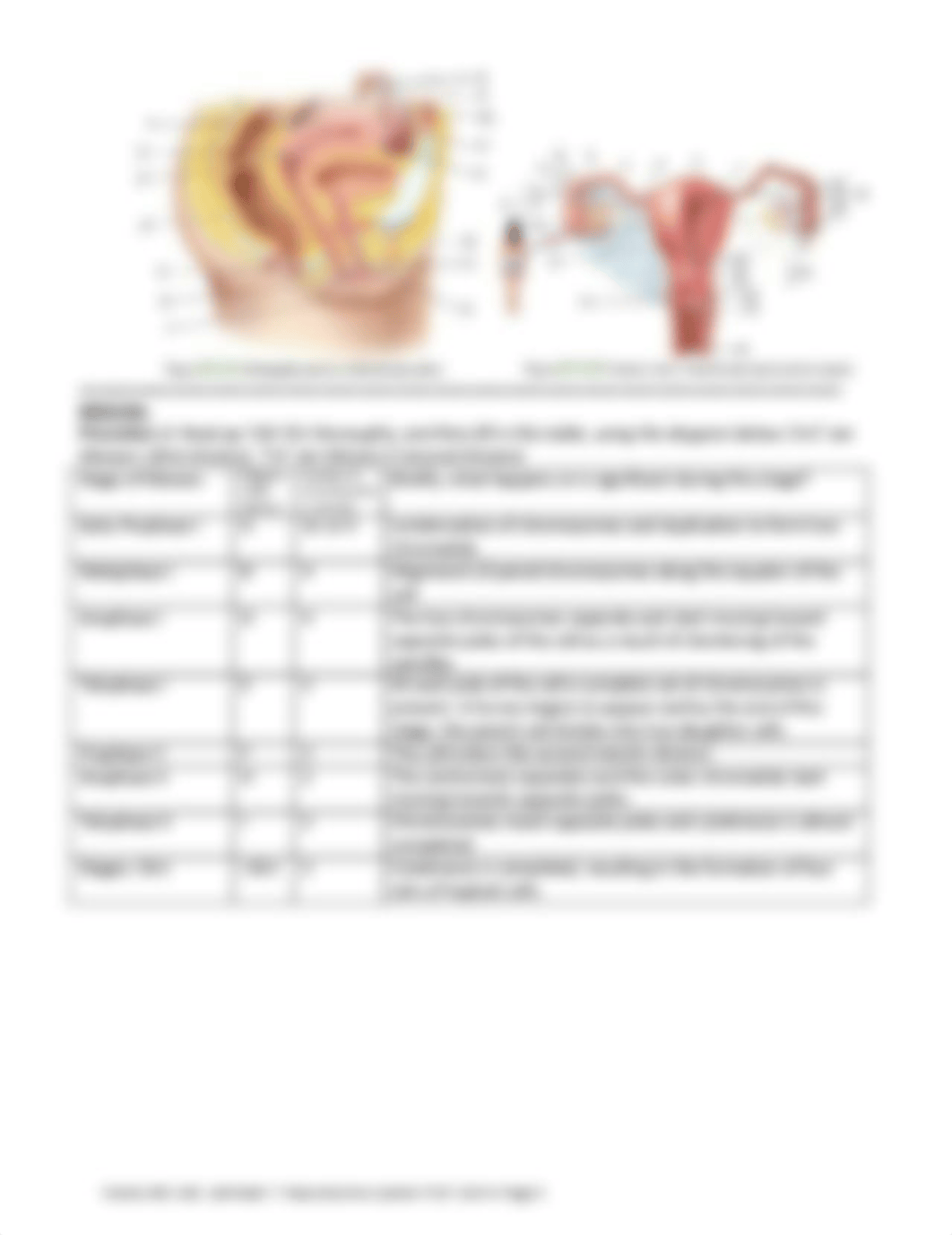 REPRODUCTIVE_SYSTEM.pdf_dpvl7lexd47_page3