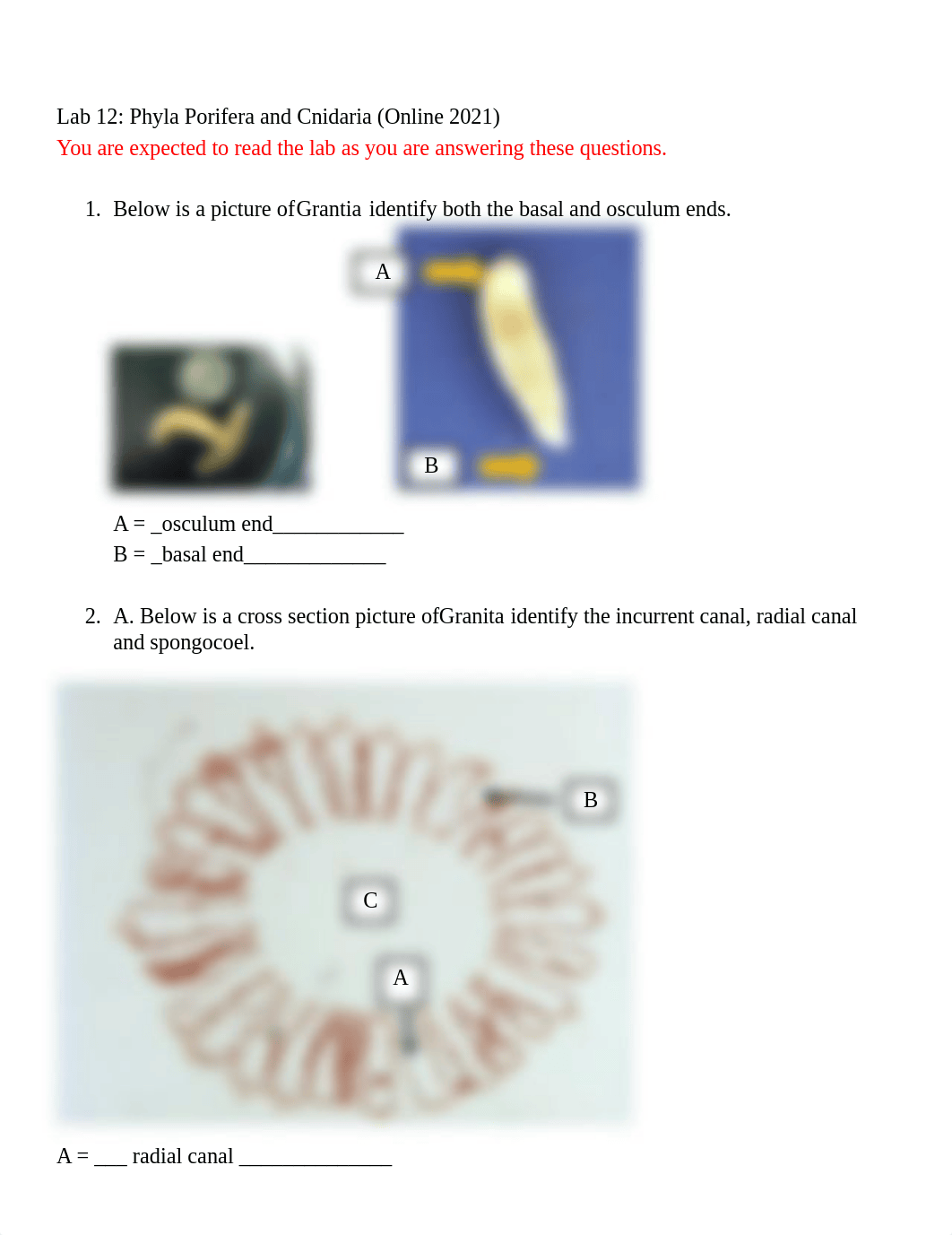 Lab 12 Phyla Porifera and Cnidaria .docx_dpvn96ane3q_page1